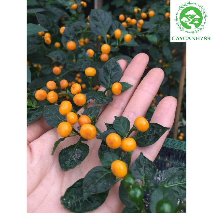 Cây ớt peru charapita - ớt hạt tiêu peru cay nhất thế giới đang hoa ...