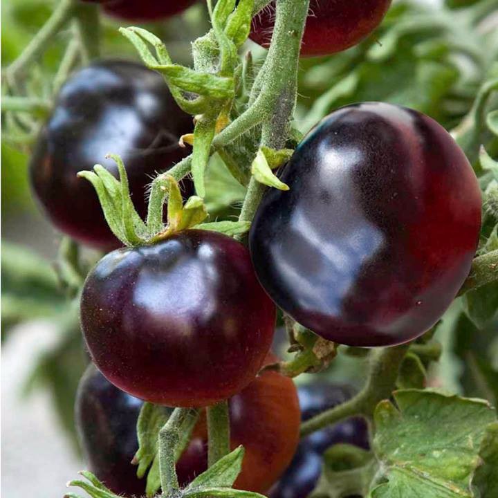 Hạt giống cà chua đen Mỹ - Giống F1