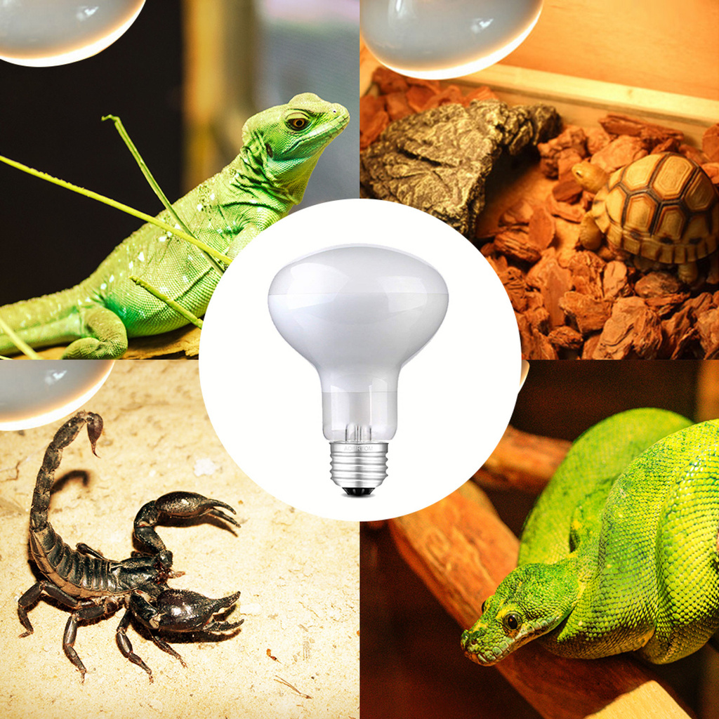 Bóng Đèn Sưởi 50/60/100W Tắm Nắng Cho Bò Sát Ánh Sáng Đèn Sưởi Nóng UVA Bóng Đèn Halogen - INTL-168