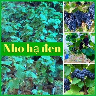 Cây nho hạ đen không hạt sinh trưởng tốt, dễ trồng .