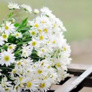 linhlilac1250