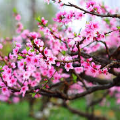 han.khai.songcb