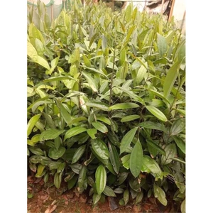Cây quế giống (Loại cao 100-150cm)