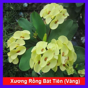 Cây Xương Rồng Bát Tiên (Vàng) - Cây cảnh mini