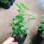 Hoa dâm bụt trắng (giống mới) - cây cảnh để bàn