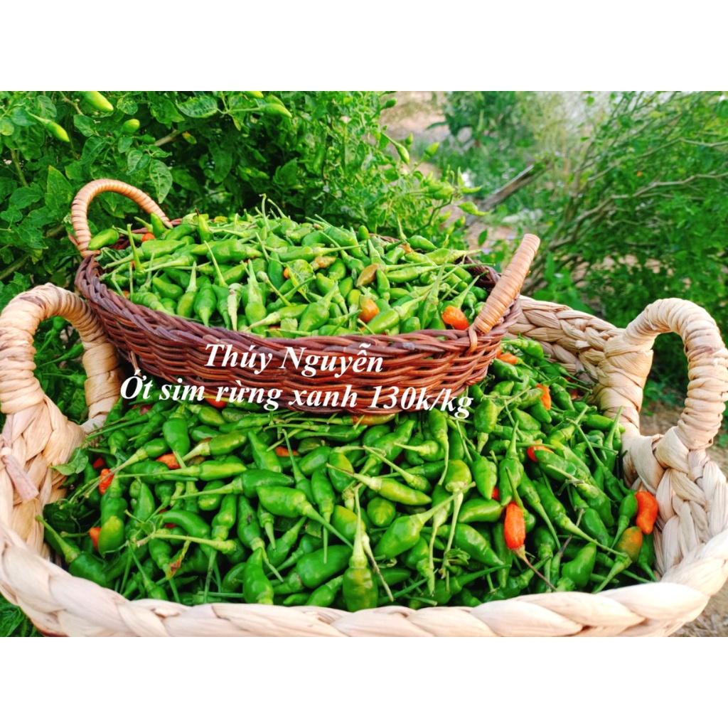 Ớt sim xanh cay thơm 500g | Shopee Việt Nam