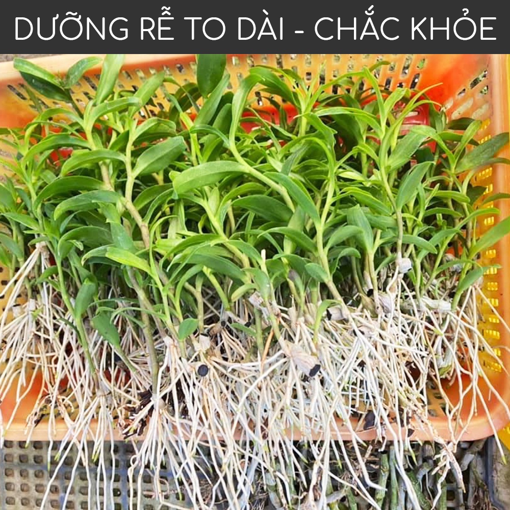 Ảnh Phân bón kích rễ BioRoot DOCNEEM rễ khỏe vượt trội, dinh dưỡng tối ưu, dùng cho hoa lan, cây cảnh, 500ml 2