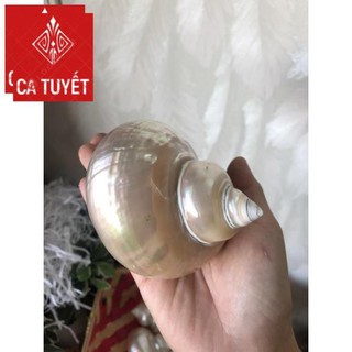 Vỏ ốc khảm xanh mài xà cừ, quà lưu niệm đẹp