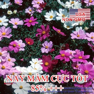 Hạt Giống Hoa Sao nhái kép nhiều màu