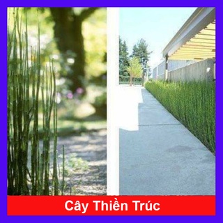 Cây Thiền Trúc (Trúc không lá) - cây cảnh sân vườn