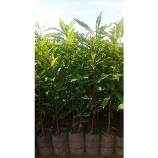 Cây giống lộc vừng phát tài, phát lộc cho gia chủ .