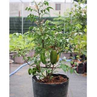Cây Giống Khế Chua Rùng Mình .