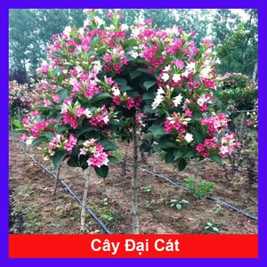 Cây Hoa Đại Cát - cây cảnh đẹp