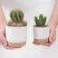 Chậu trồng cây mọng nước nhỏ POP Hoa nhựa gốm giả