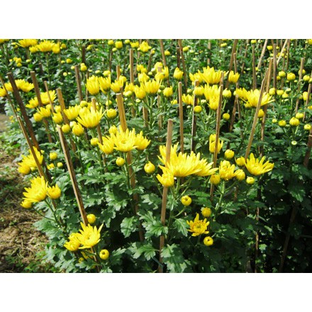 Bộ 2 gói hạt giống hoa cúc vàng