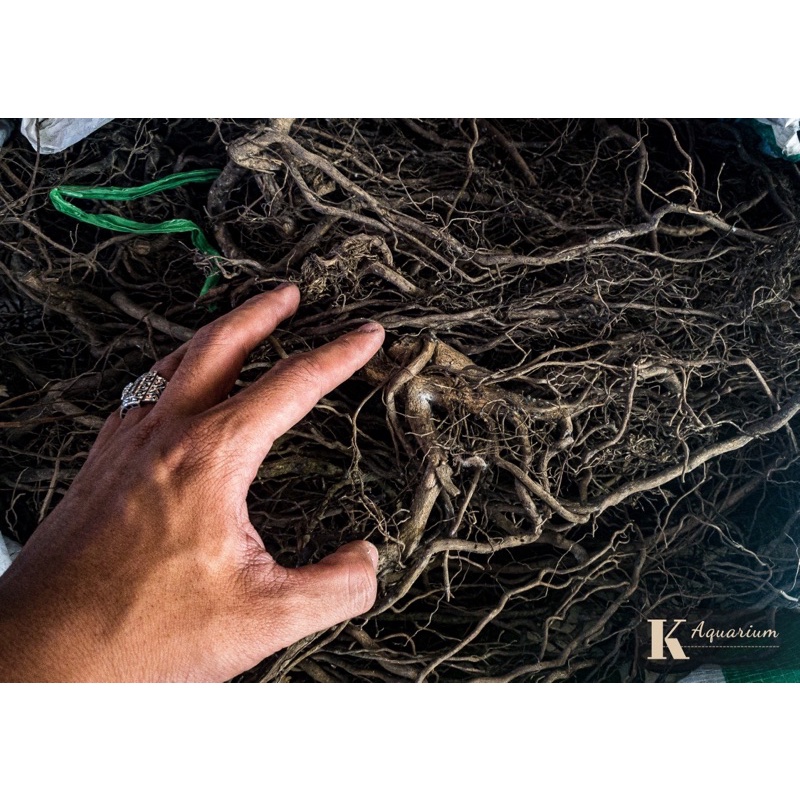 Rễ Rù Rì (100GR)| Trang Trí Trải Nền, Setup Layout : Thủy Sinh, Biotope ...