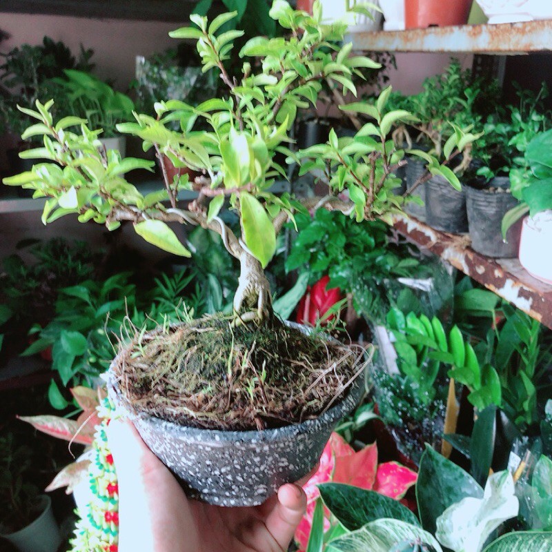 Chậu Cây Mai Chiếu Thuỷ Bonsai Shopee Việt Nam