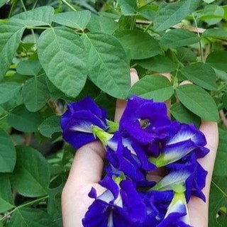 🌟HẠT GIỐNG HOA ĐẬU BIẾC🌟 DÙNG PHA TRÀ UỐNG CỰC TỐT CHO SỨC KHỎE GÓI 20 HẠT