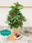 Cây giả - cây kim ngân lượng cao 80cm
