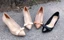 Giày cao gót bít mũi nữ 5 phân mũi nhọn Annmodels thời trang công sở phối nơ xinh_A026NL