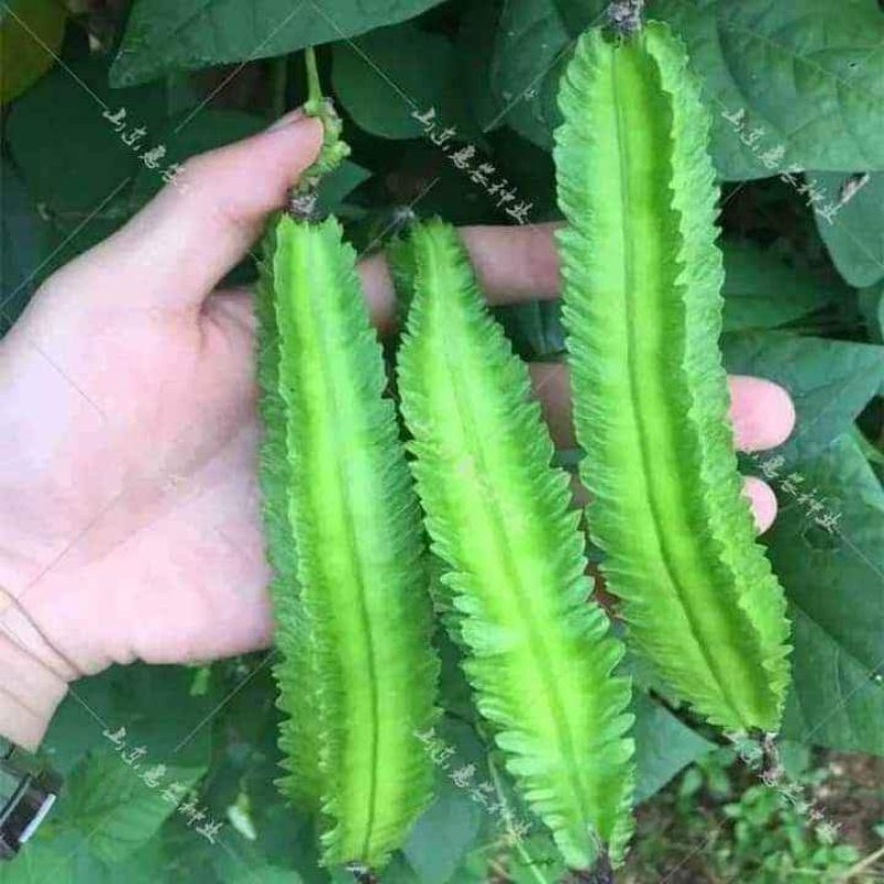 10gam hạt giống đậu rồng, đậu khế f1 Tứ Quý💥 Siêu Quả💥 chất lượng cao