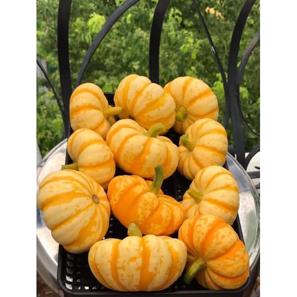 💥hạt giống bí mini nhập khẩu❤️ Dẻo Ngon❤️ chất lượng vượt trội
