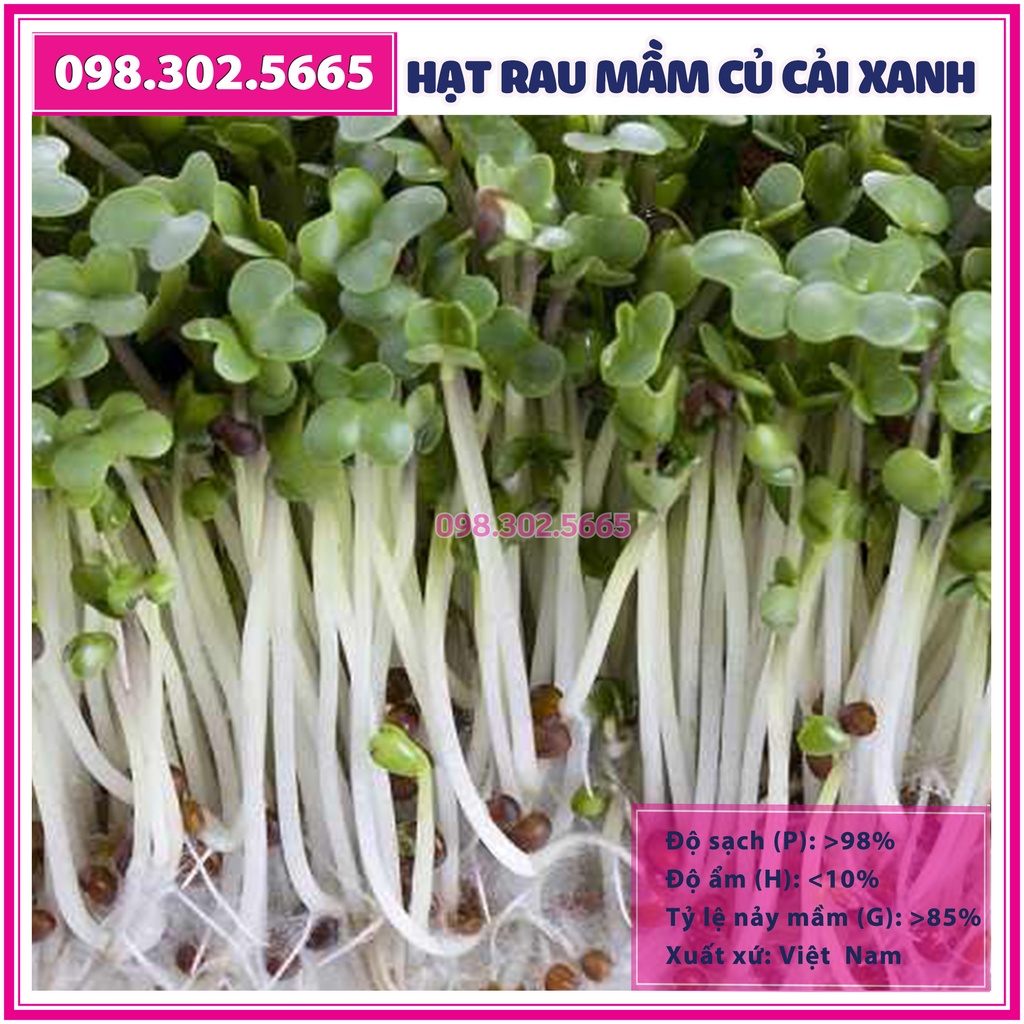 Hạt rau mầm rau Củ cải Trắng - gói 1kg - Hạt chất lượng tốt, nảy mầm ...