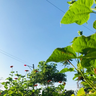 097158thien