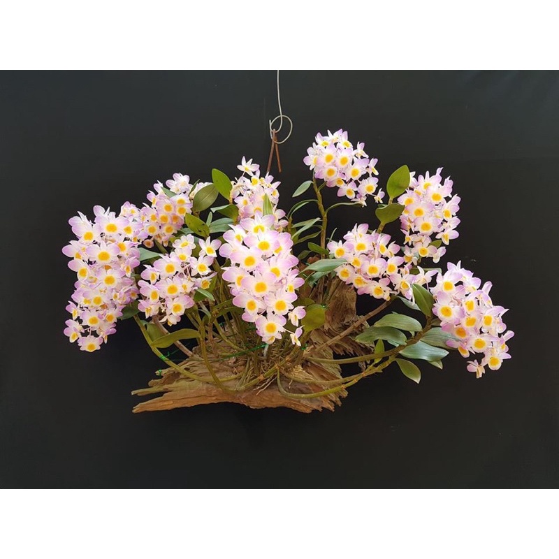 🍀Hàng Đẹp🍀Hoa Lan Kiều Tím ( Thủy Tiên )Nguyên 1 Khóm | Shopee Việt Nam