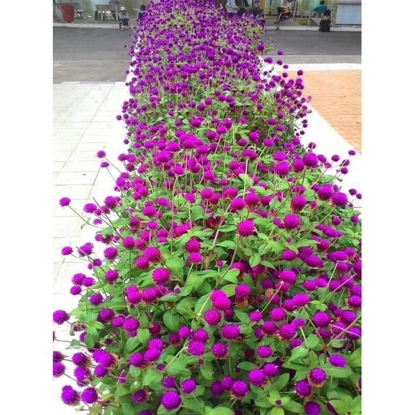200 hạt giống hoa cúc bách nhật tím đậm ❤️Siêu Xinh❤️ nảy mầm cực đỉnh