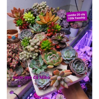 COMBO 20 CÂY 20 LOẠI SEN VỈ size 3-5cm MẦM NẮNG GARDEN lỗi 1 đền 1