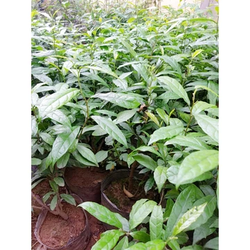 🔥 LÁ XẠ ĐEN TƯƠI/KHÔ - Khách Đặt Mới Hái, Bảo Hành Chuẩn Vị | Thảo Dược Hỗ Trợ Thanh Nhiệt, Tăng Cường Sức Khỏe