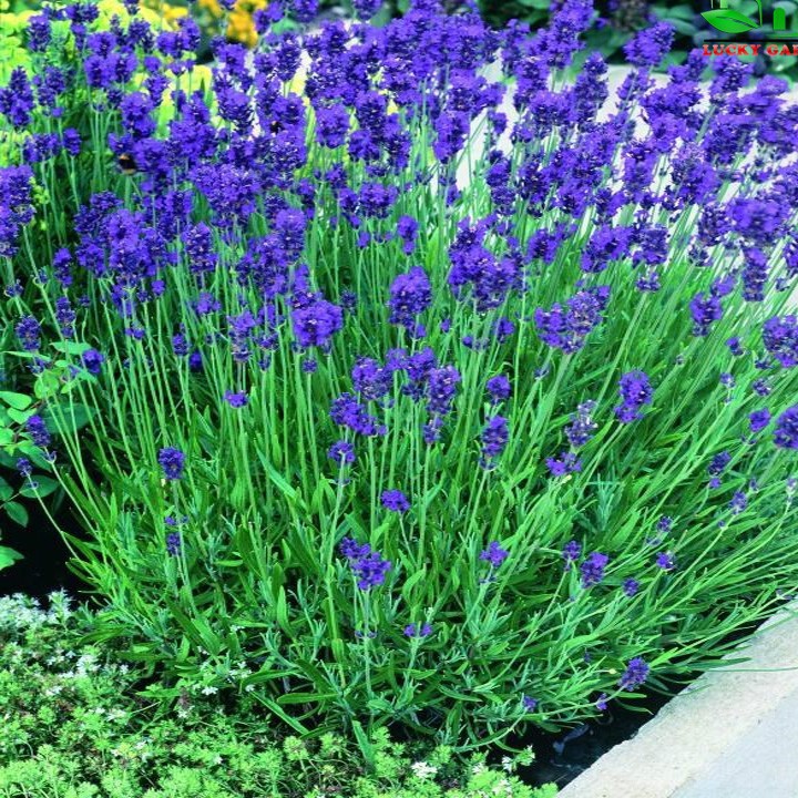Hạt giống hoa oải hương Lavender