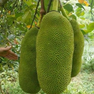 Cây giống mít malaysia trái dài 1m nhiều múi ít xơ rất thơm ngon .