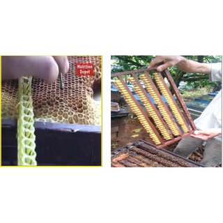 Sữa Ong Chúa Tươi Nguyên Chất, Tặng Cọ Đến Khi Hết Chương Trình, SOC01