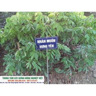 Cây Giống Nhãn Muộn Hưng Yên .