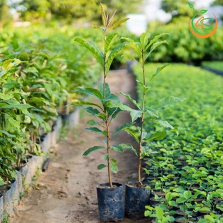 Cây giống lộc vừng phát tài, phát lộc cho gia chủ .