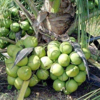 combo 2 cây dừa sáp sữa tặng 1 cây