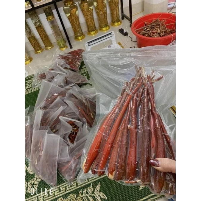 Sâm Cau Tây Bắc