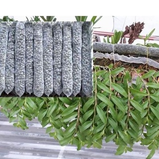 1 túi lưới phân dê tan chậm bón lan, hoa hồng, cây bonsai. .
