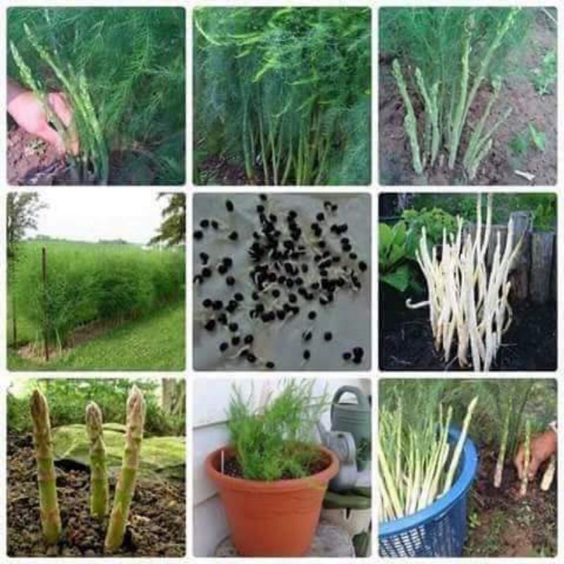 1 gam hạt giống măng tây nhập khẩu f1 💥 Siêu Nảy Mầm💥 thu hoạch lâu năm