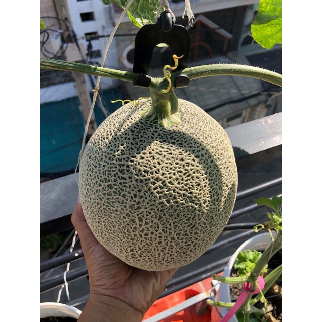 HẠT GIỐNG DƯA LƯỚI DA XANH GREENMAN F1  - NONG TRAI XANH