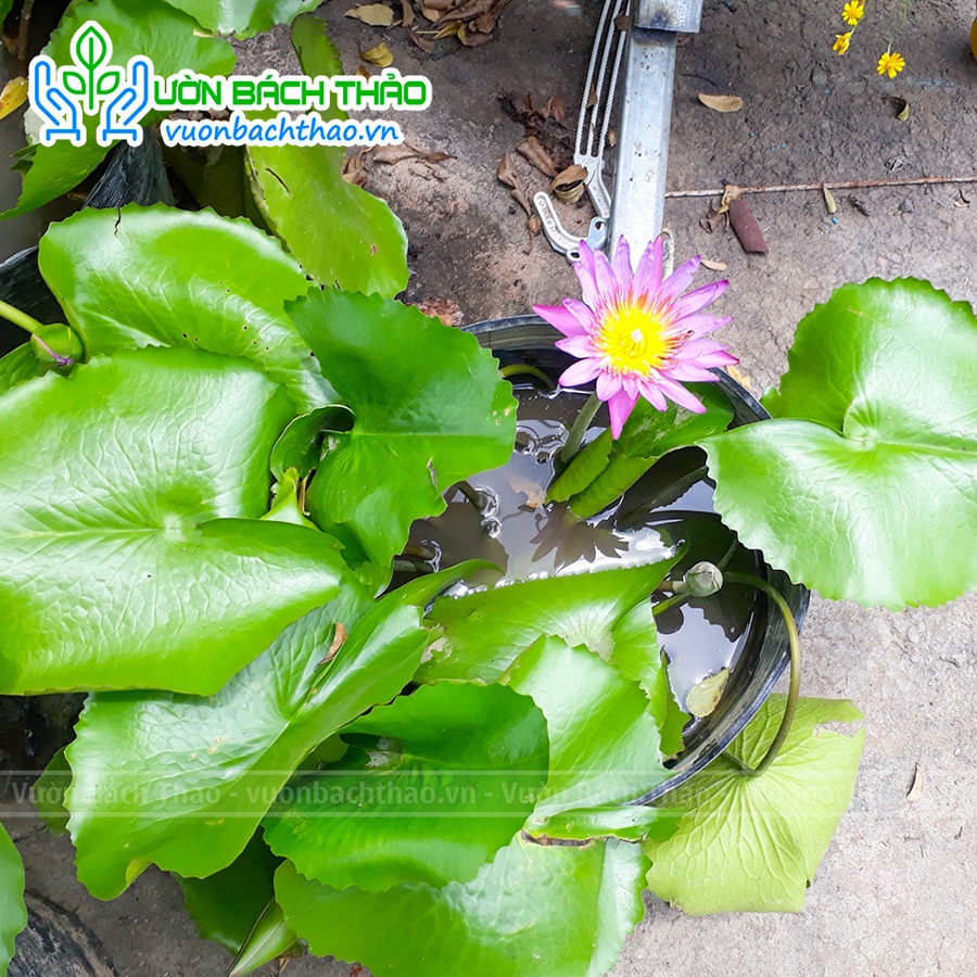 Bụi cây hoa súng trồng thủy sinh (giao hỏa tốc tp HCM) | Shopee Việt Nam