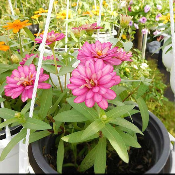Hạt giống hoa cúc Zinnia (cúc lá nhám)