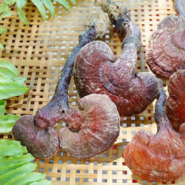 Nấm Lim Xanh thượng hạng JINDO 1kg