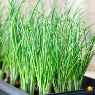 ⚡️ HẠT GIỐNG HÀNH HƯƠNG XANH F1⚡️ SINH TRƯỞNG CỰC KHỎE CHỐNG CHỊU SÂU BỆNH