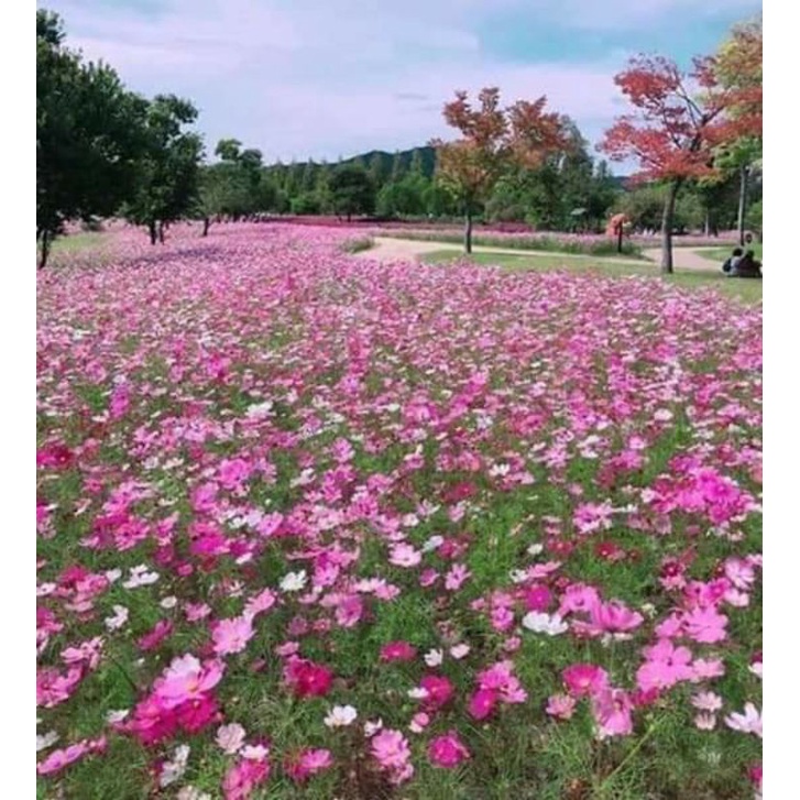 10 gam hạt giống hoa sao mix màu 💖💖Nảy Mầm Cực Đỉnh 💝💝 rất dễ trồng