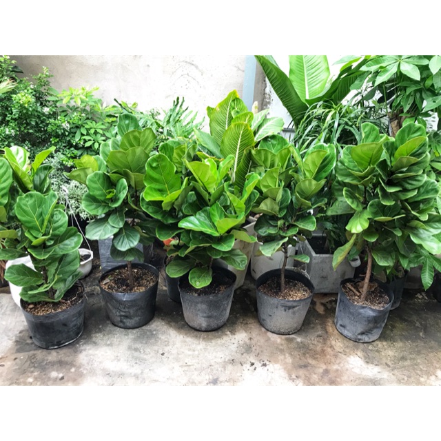 Bàng Singapore kèm chậu xi măng trụ trắng cao cấp- Cây nội ngoại thất cao cấp