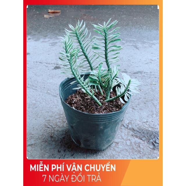 Cây Chân Rết | Shopee Việt Nam
