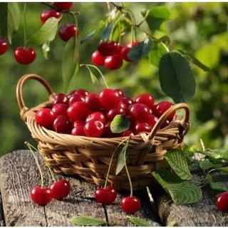 Cây cherry Brazil nhiệt đới dễ trồng chịu nhiệt tốt 1 năm ra quả .
